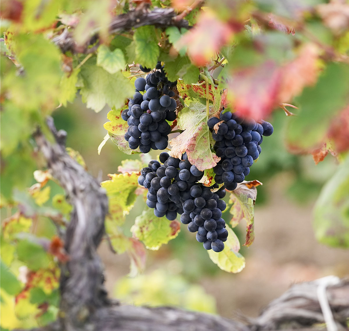 основы виноградарства